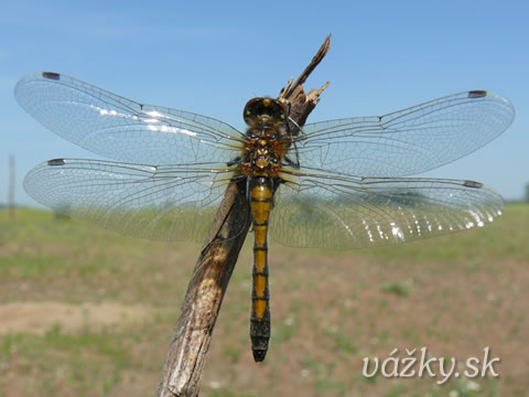 Leucorrhinia pectoralis