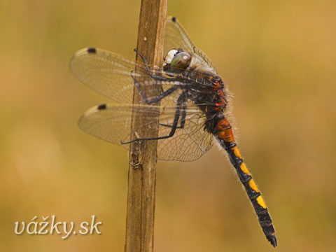 Leucorrhinia pectoralis