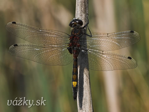 Leucorrhinia pectoralis