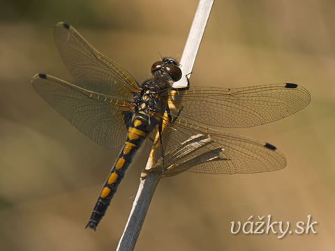 Leucorrhinia rubicunda