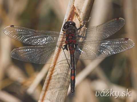 Leucorrhinia rubicunda