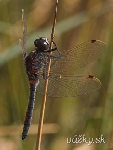 Leucorrhinia rubicunda