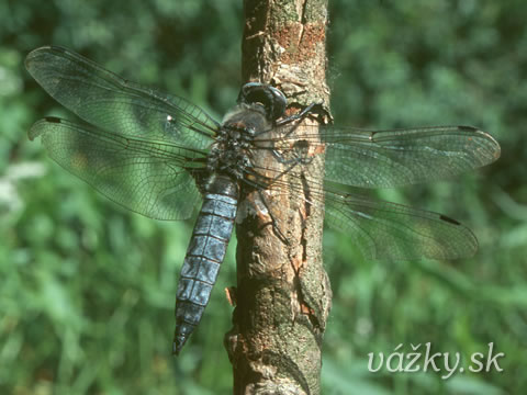 Libellula fulva