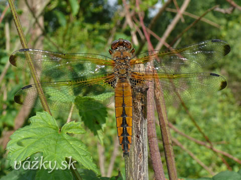 Libellula fulva