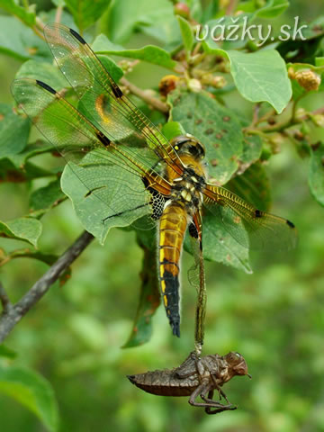 Libellula quadrimaculata