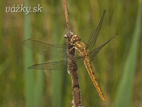 Orthetrum brunneum