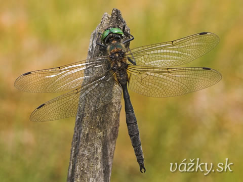 Somatochlora arctica