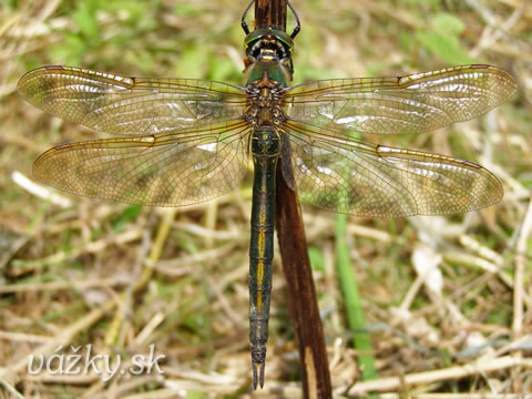 Somatochlora metallica