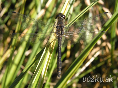 Sympetrum danae