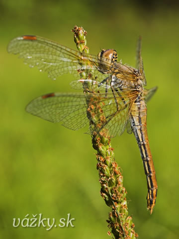 Sympetrum flaveolum