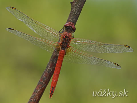 Sympetrum fonscolombii