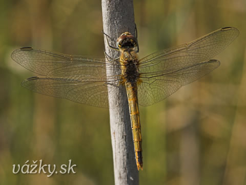 Sympetrum fonscolombii