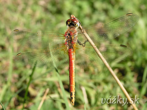 Sympetrum fonscolombii