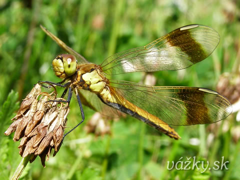 Sympetrum pedemontanum