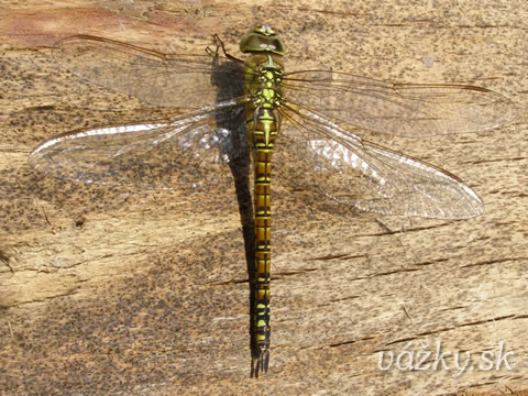 Aeshna affinis