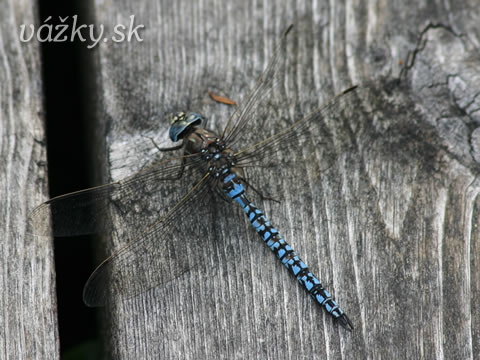 Aeshna caerulea