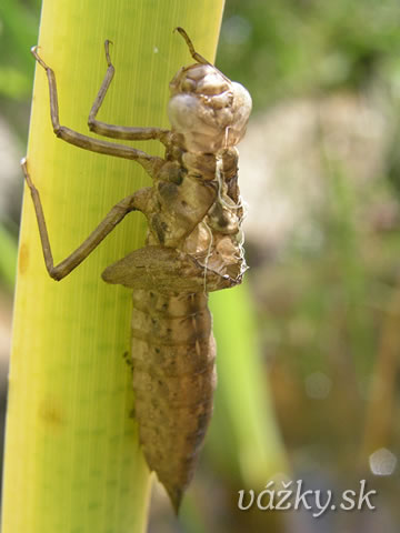 Aeshna cyanea