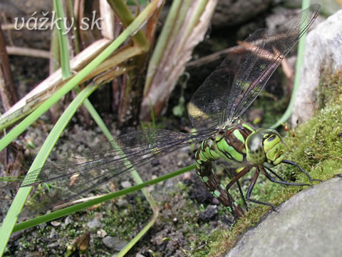 Aeshna cyanea