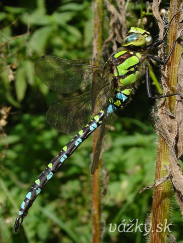 Aeshna cyanea