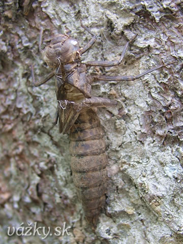 Aeshna grandis
