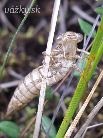 Aeshna juncea