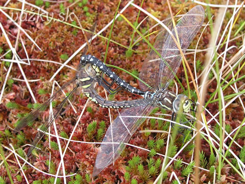 Aeshna juncea