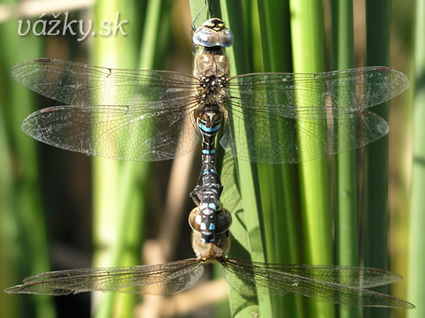 Aeshna mixta