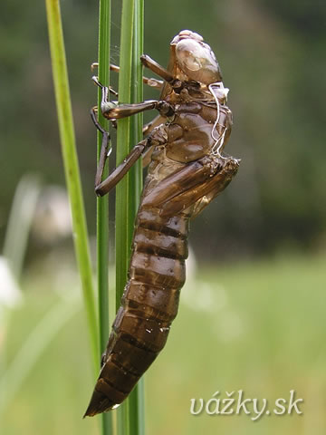 Aeshna subarctica