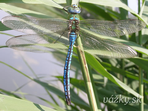 Anax imperator