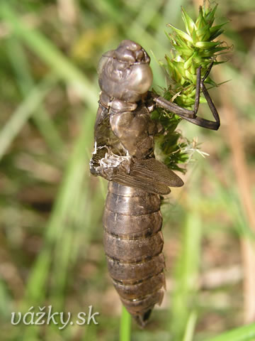 Anax imperator