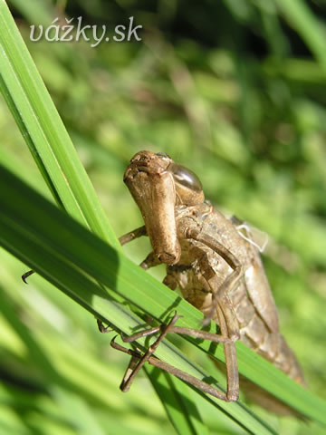 Anax imperator