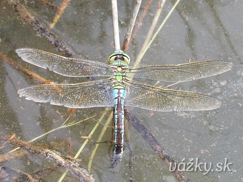 Anax imperator