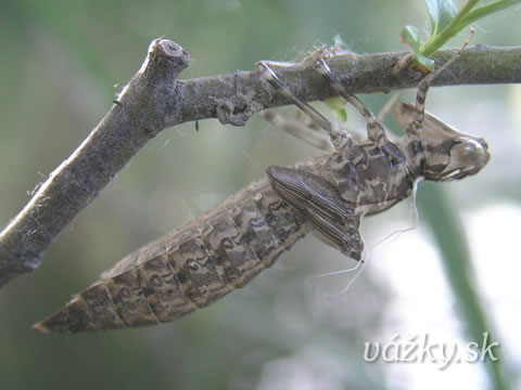 Anax parthenope