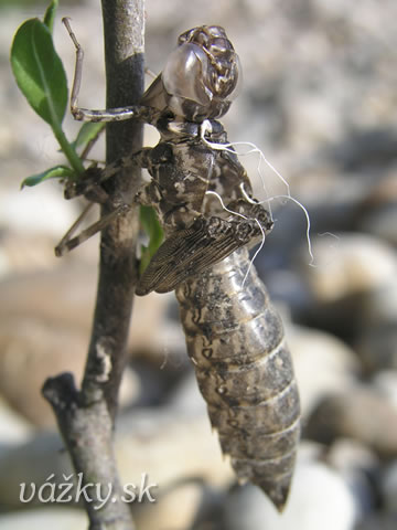 Anax parthenope