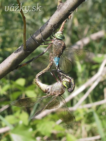 Anax parthenope