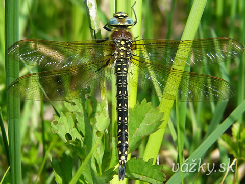 Brachytron pratense