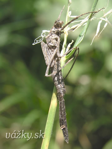 Calopteryx splendens