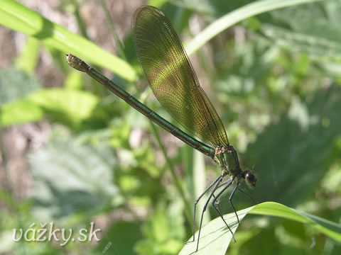 Calopteryx splendens