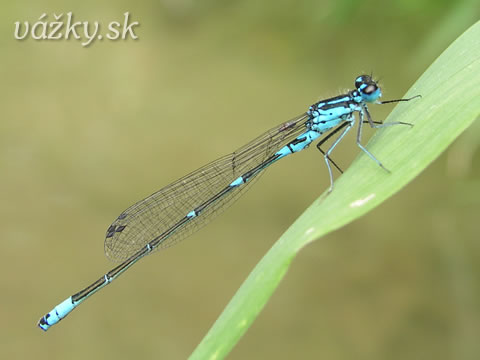 Coenagrion pulchellum