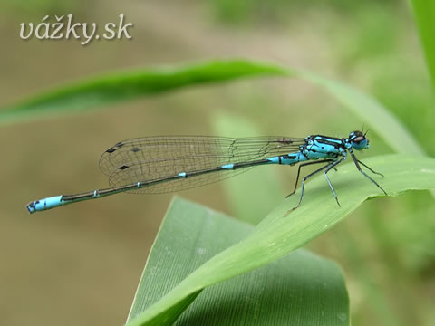 Coenagrion pulchellum