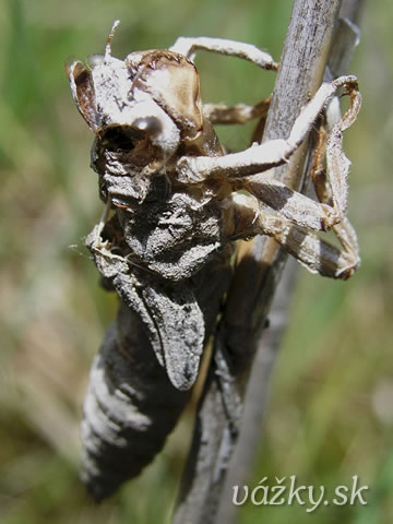 Cordulegaster bidentata