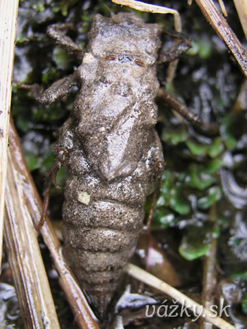 Cordulegaster bidentata