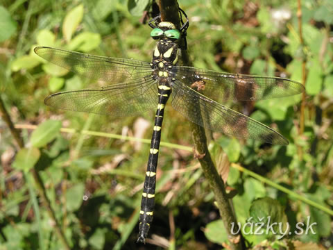 Cordulegaster bidentata