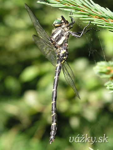 Cordulegaster bidentata