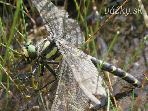 Cordulegaster bidentata