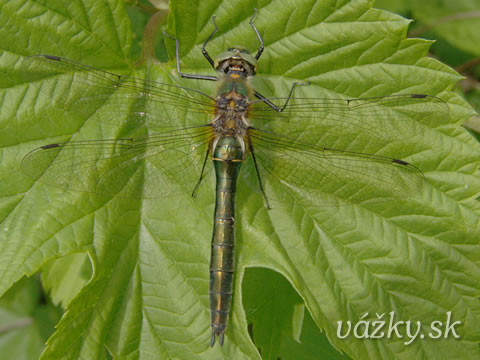 Cordulia aenea