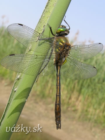 Cordulia aenea