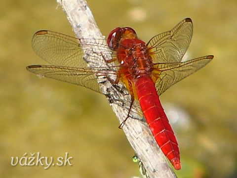 Crocothemis erythraea