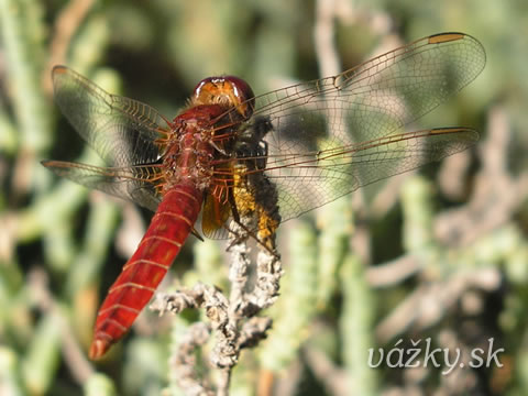 Crocothemis erythraea