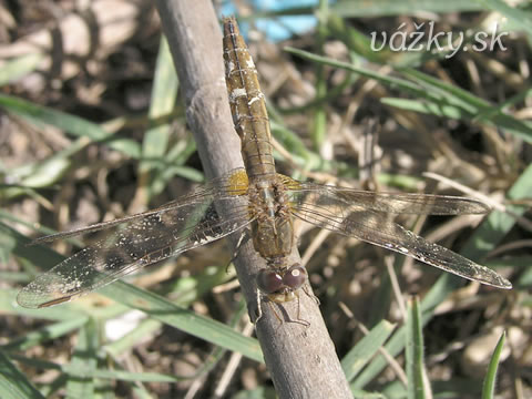 Crocothemis erythraea